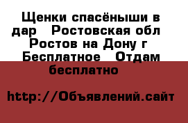 Щенки-спасёныши в дар - Ростовская обл., Ростов-на-Дону г. Бесплатное » Отдам бесплатно   